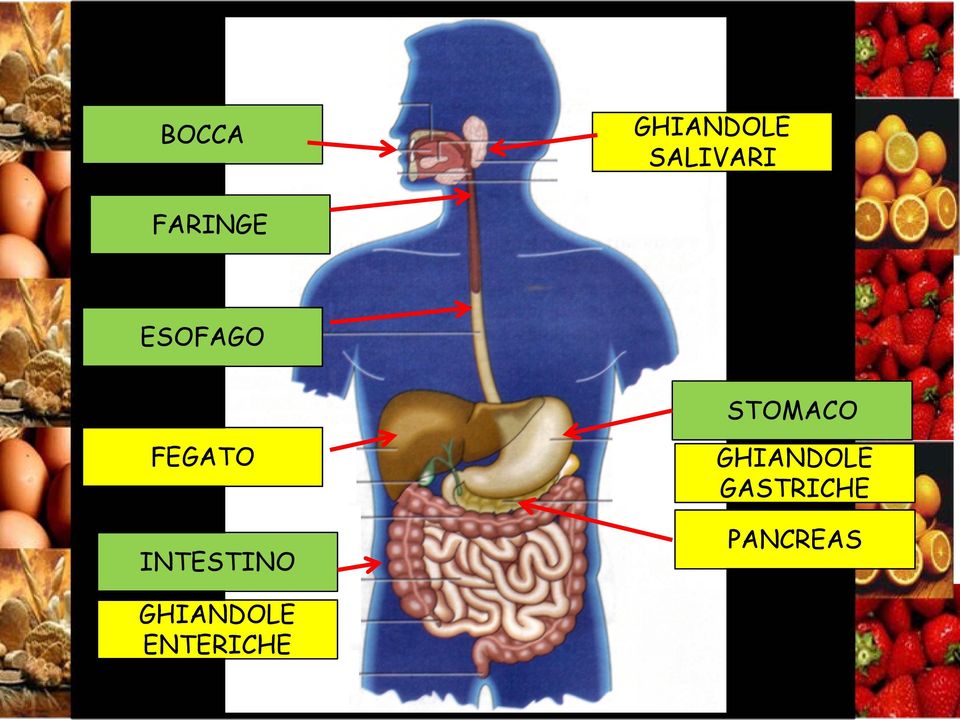 FEGATO INTESTINO GHIANDOLE