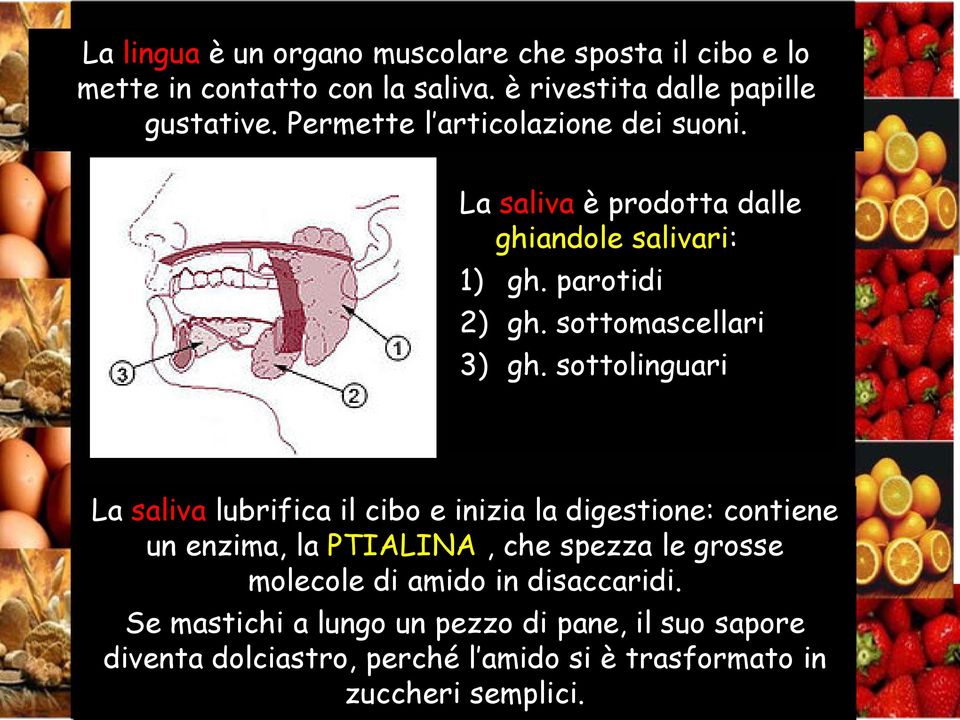 sottolinguari La saliva lubrifica il cibo e inizia la digestione: contiene un enzima, la PTIALINA, che spezza le grosse molecole di