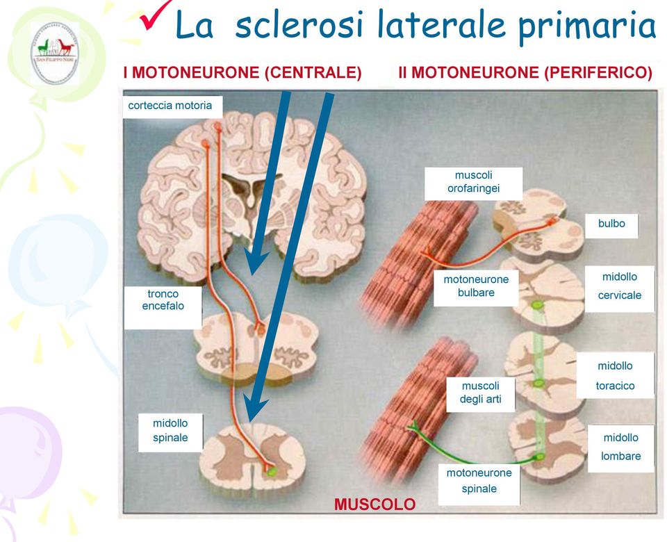 orofaringei bulbo tronco encefalo motoneurone bulbare