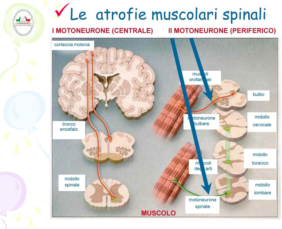 orofaringei bulbo tronco encefalo motoneurone bulbare