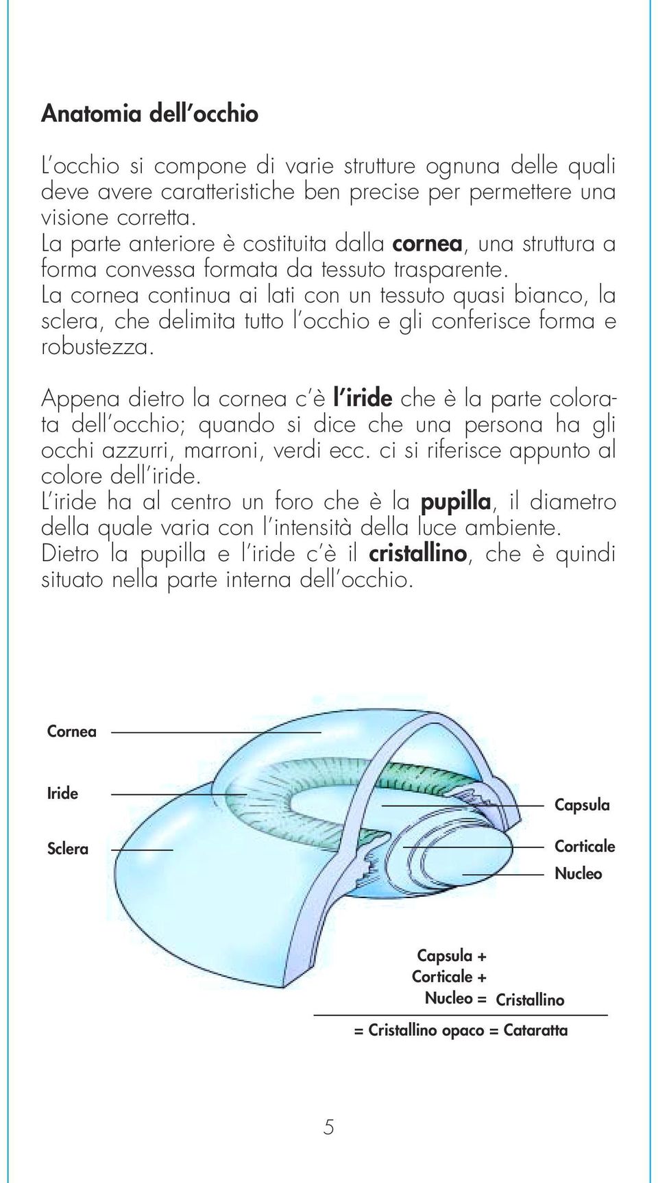 La cornea continua ai lati con un tessuto quasi bianco, la sclera, che delimita tutto l occhio e gli conferisce forma e robustezza.