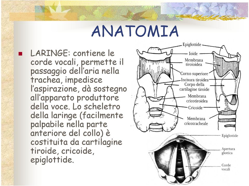 voce. Lo scheletro della laringe (facilmente palpabile nella parte anteriore