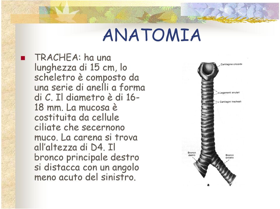 La mucosa è costituita da cellule ciliate che secernono muco.