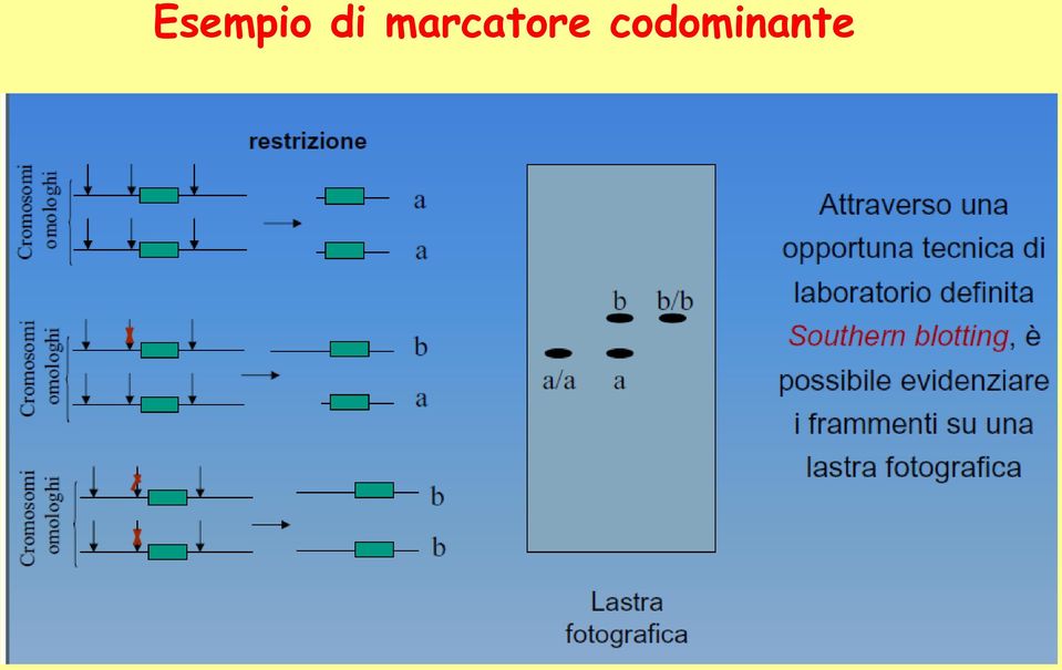 marcatore