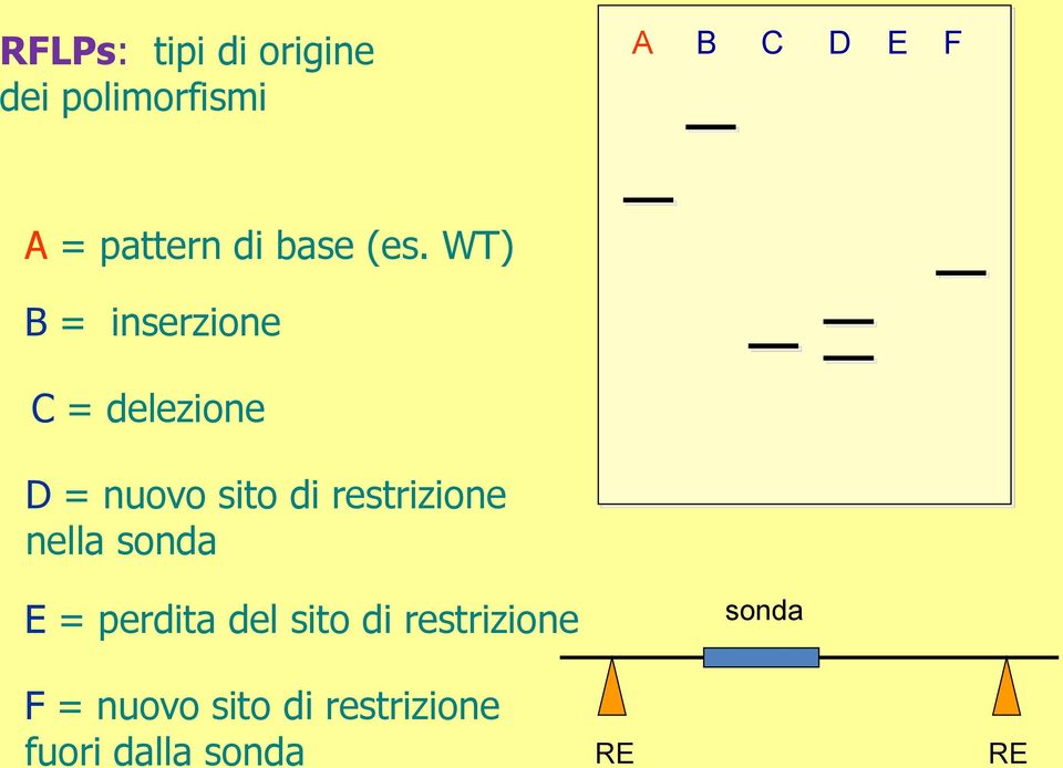 WT) B = inserzione C = delezione D = nuovo sito di