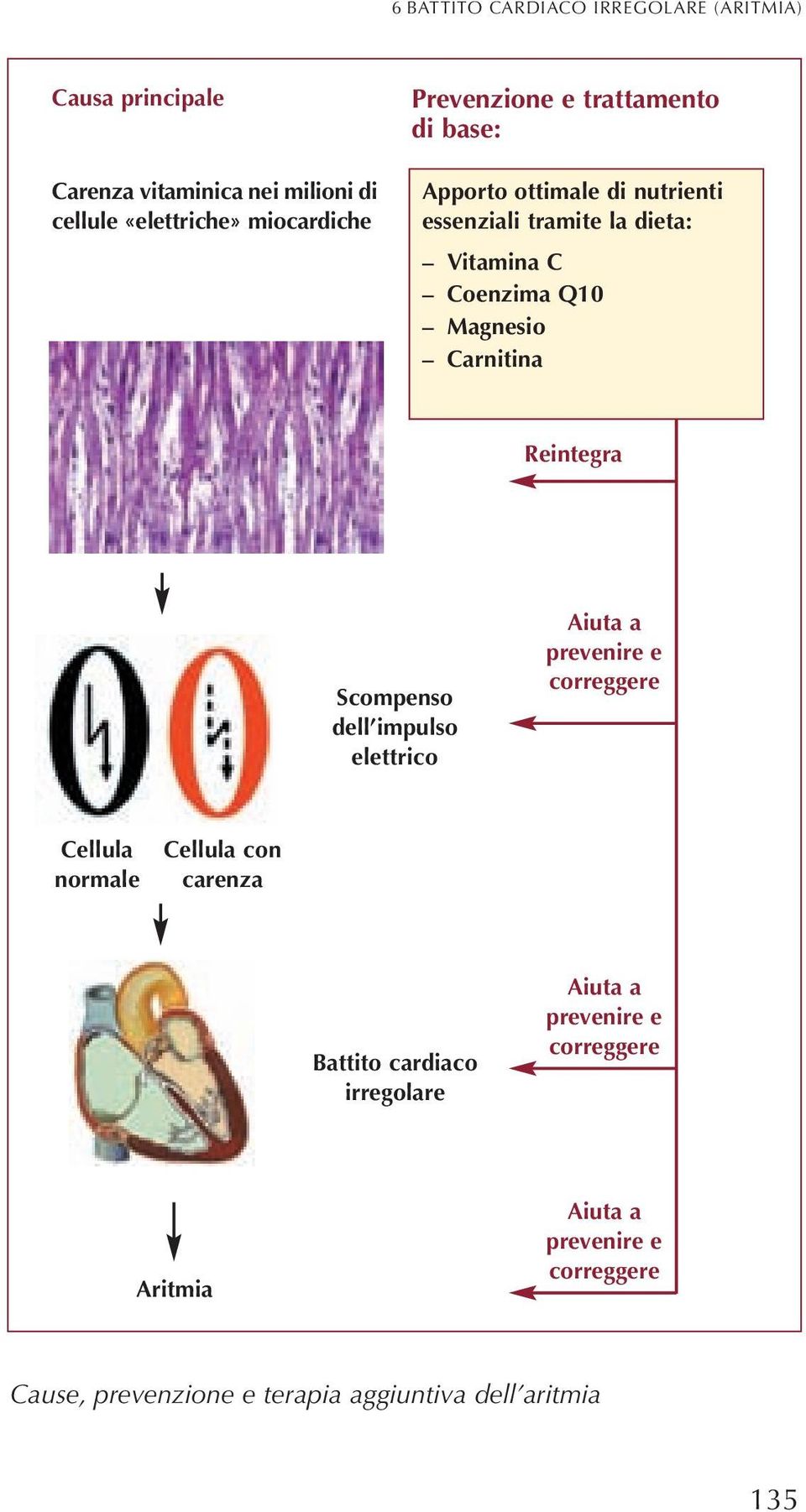 Carnitina Reintegra Scompenso dell impulso elettrico Aiuta a prevenire e correggere Cellula normale Cellula con carenza Battito