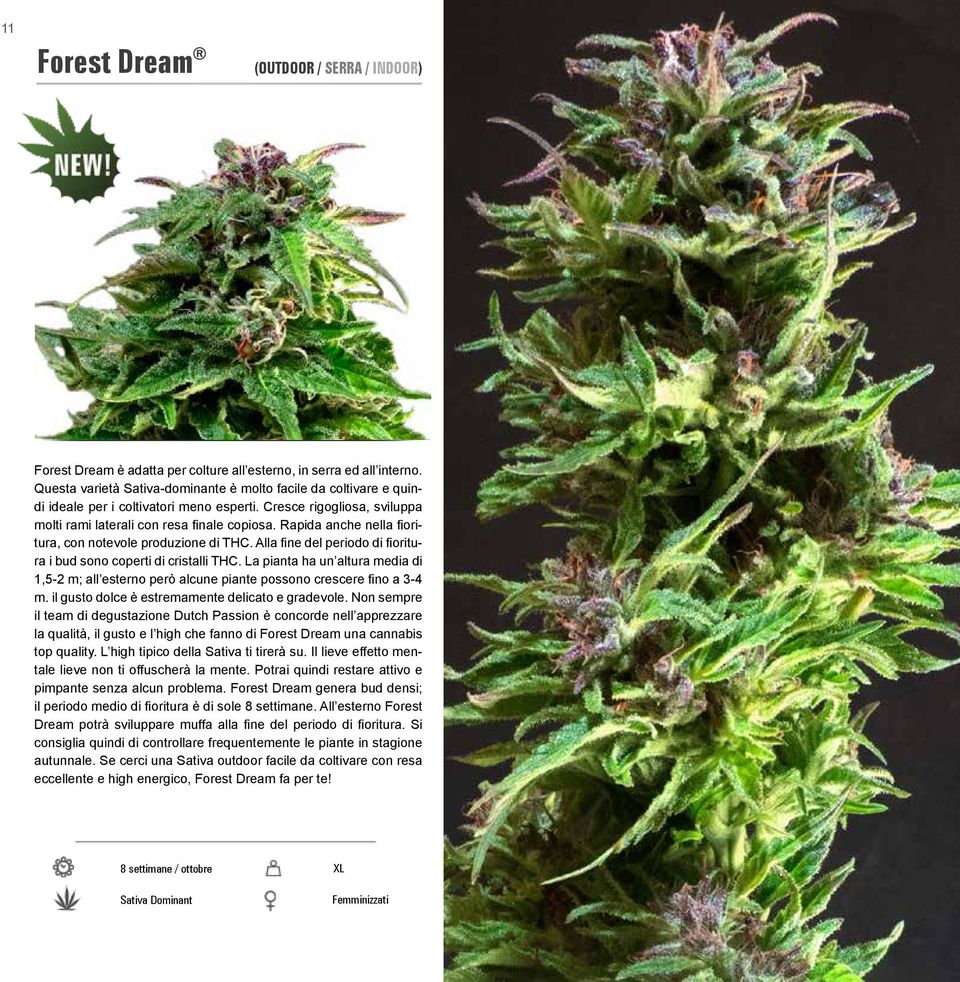 Rapida anche nella fioritura, con notevole produzione di THC. Alla fine del periodo di fioritura i bud sono coperti di cristalli THC.