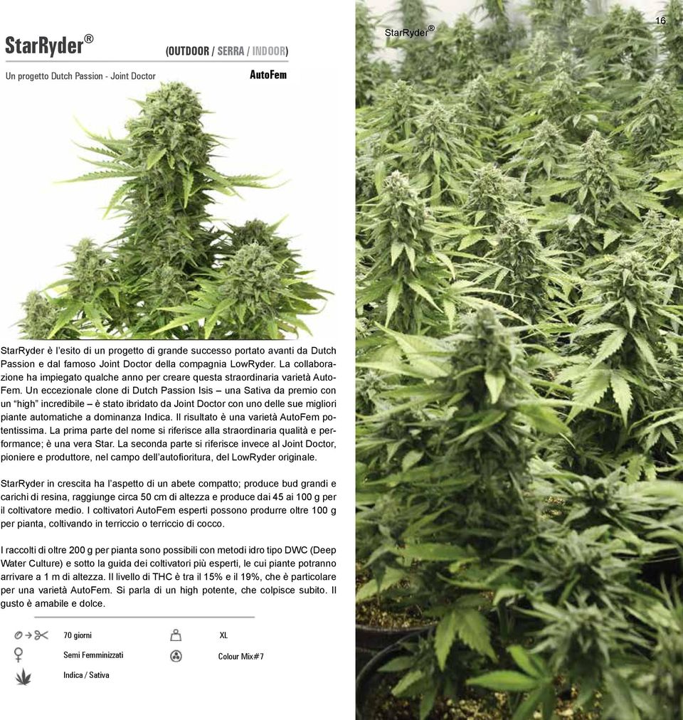 Un eccezionale clone di Dutch Passion Isis una Sativa da premio con un high incredibile è stato ibridato da Joint Doctor con uno delle sue migliori piante automatiche a dominanza Indica.