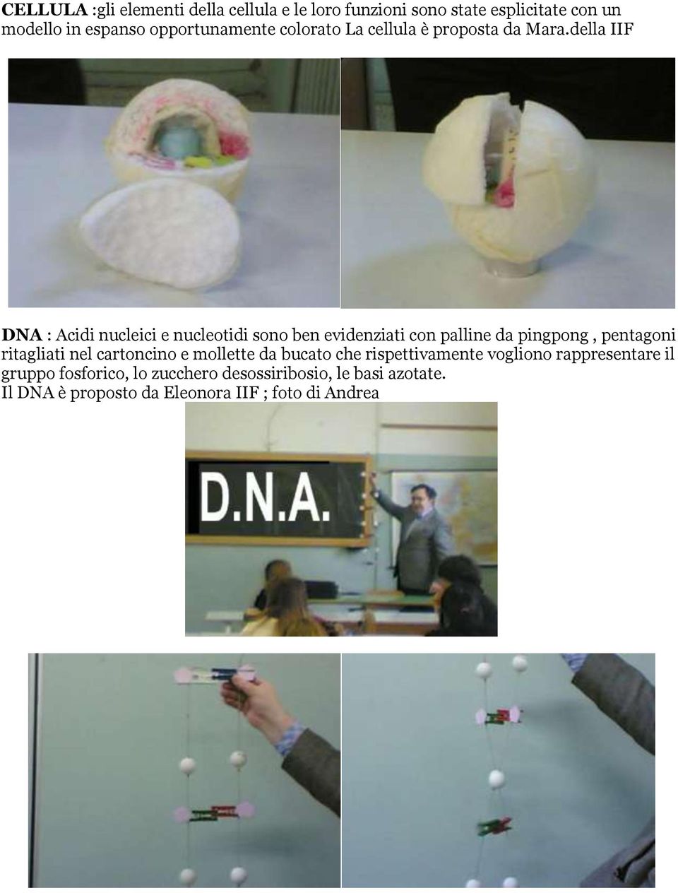 della IIF DNA : Acidi nucleici e nucleotidi sono ben evidenziati con palline da pingpong, pentagoni ritagliati nel