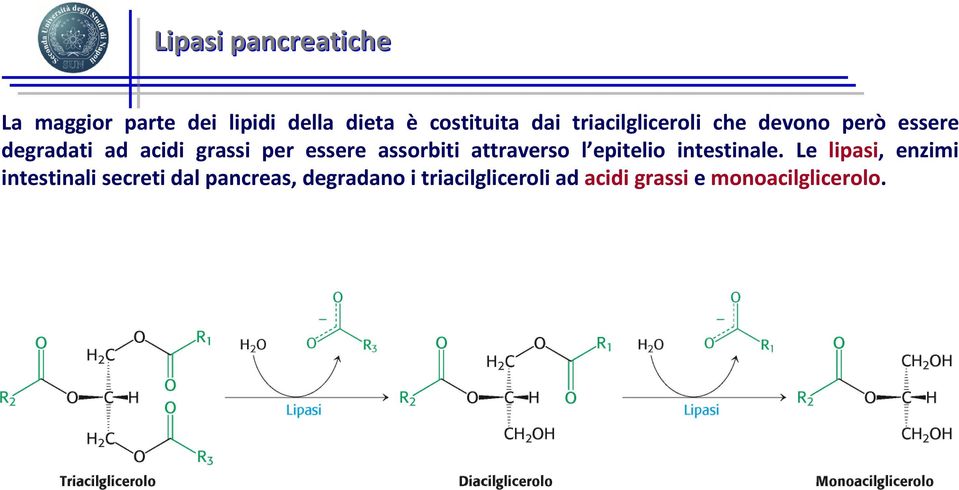 assorbiti attraverso l epitelio intestinale.