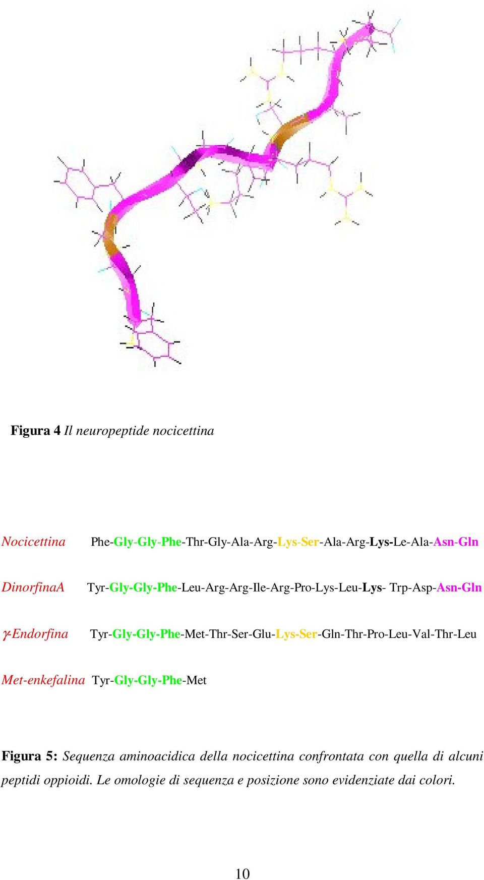 Tyr-Gly-Gly-Phe-Met-Thr-Ser-Glu-Lys-Ser-Gln-Thr-Pro-Leu-Val-Thr-Leu Met-enkefalina Tyr-Gly-Gly-Phe-Met Figura 5: