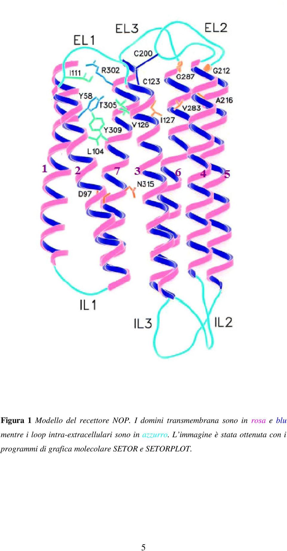 loop intra-extracellulari sono in azzurro.