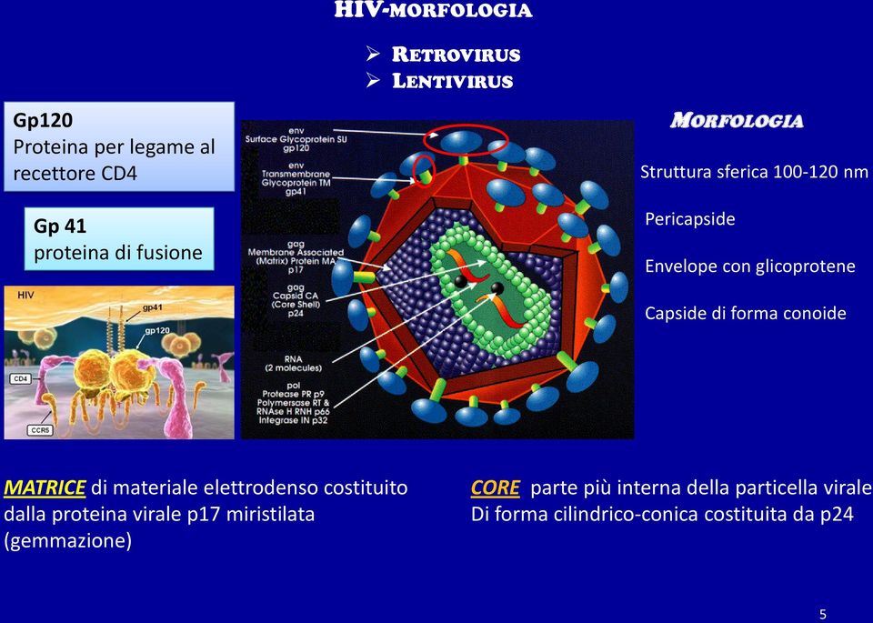 forma conoide MATRICE di materiale elettrodenso costituito dalla proteina virale p17 miristilata