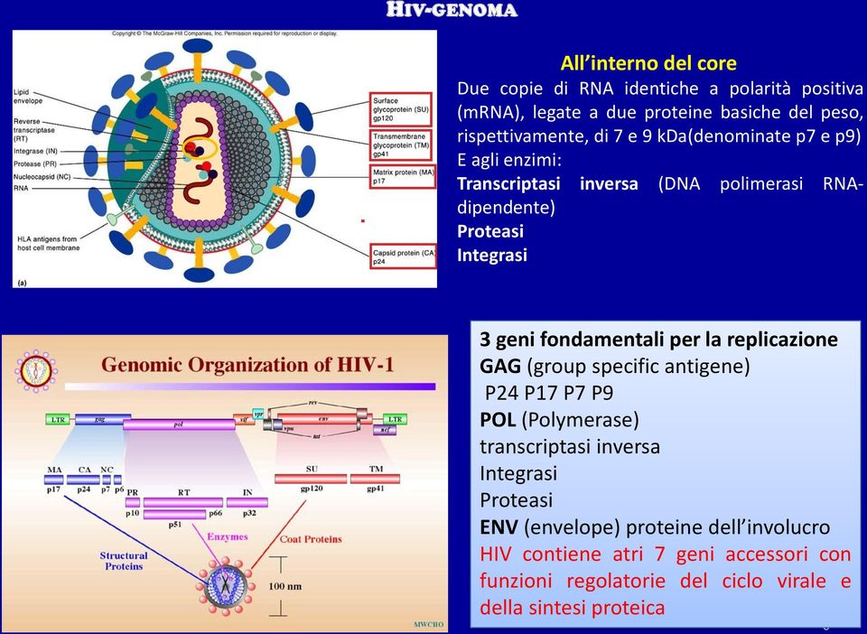 3 geni fondamentali per la replicazione GAG (group specific antigene) P24 P17 P7 P9 POL (Polymerase) transcriptasi inversa Integrasi