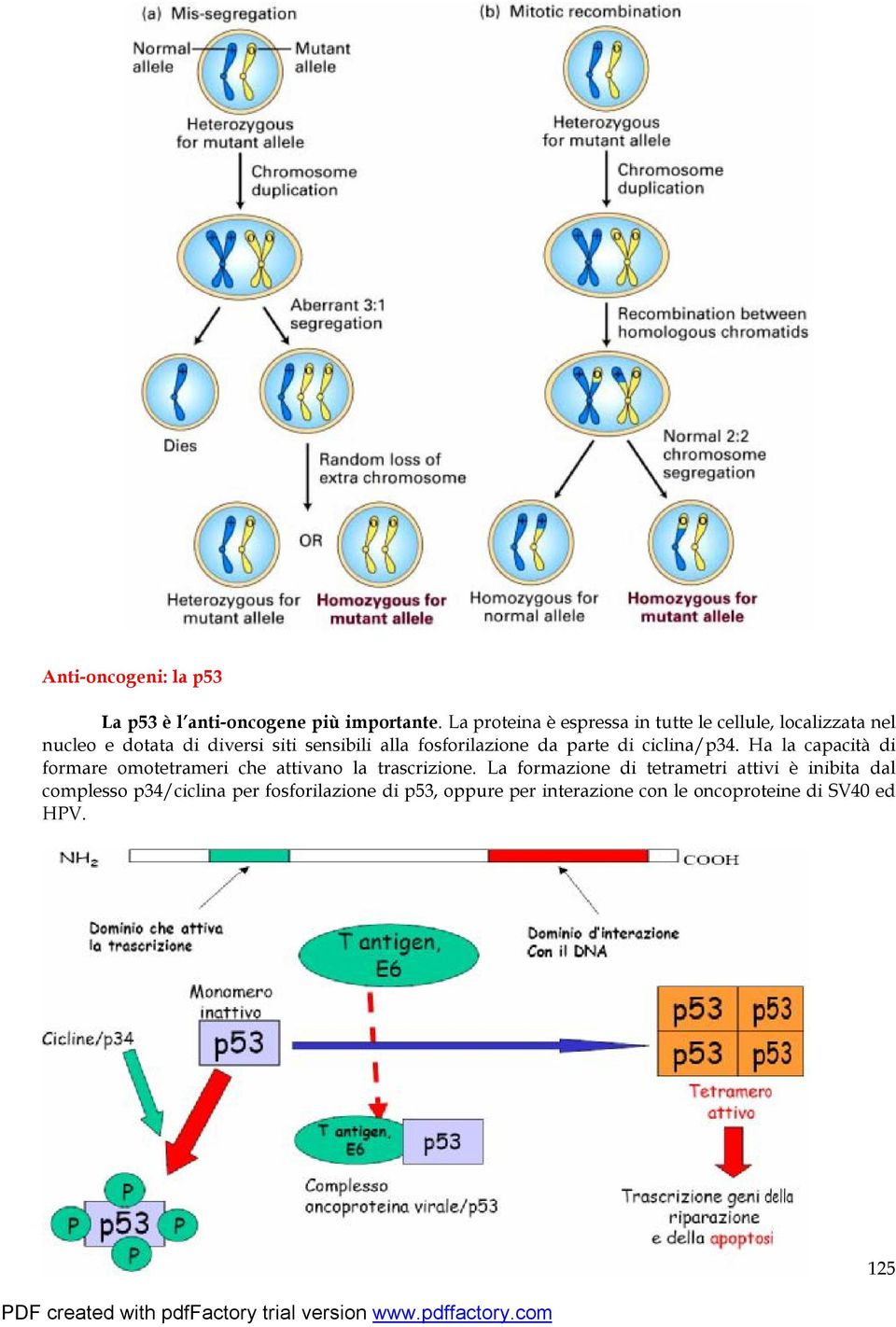 fosforilazione da parte di ciclina/p34. Ha la capacità di formare omotetrameri che attivano la trascrizione.