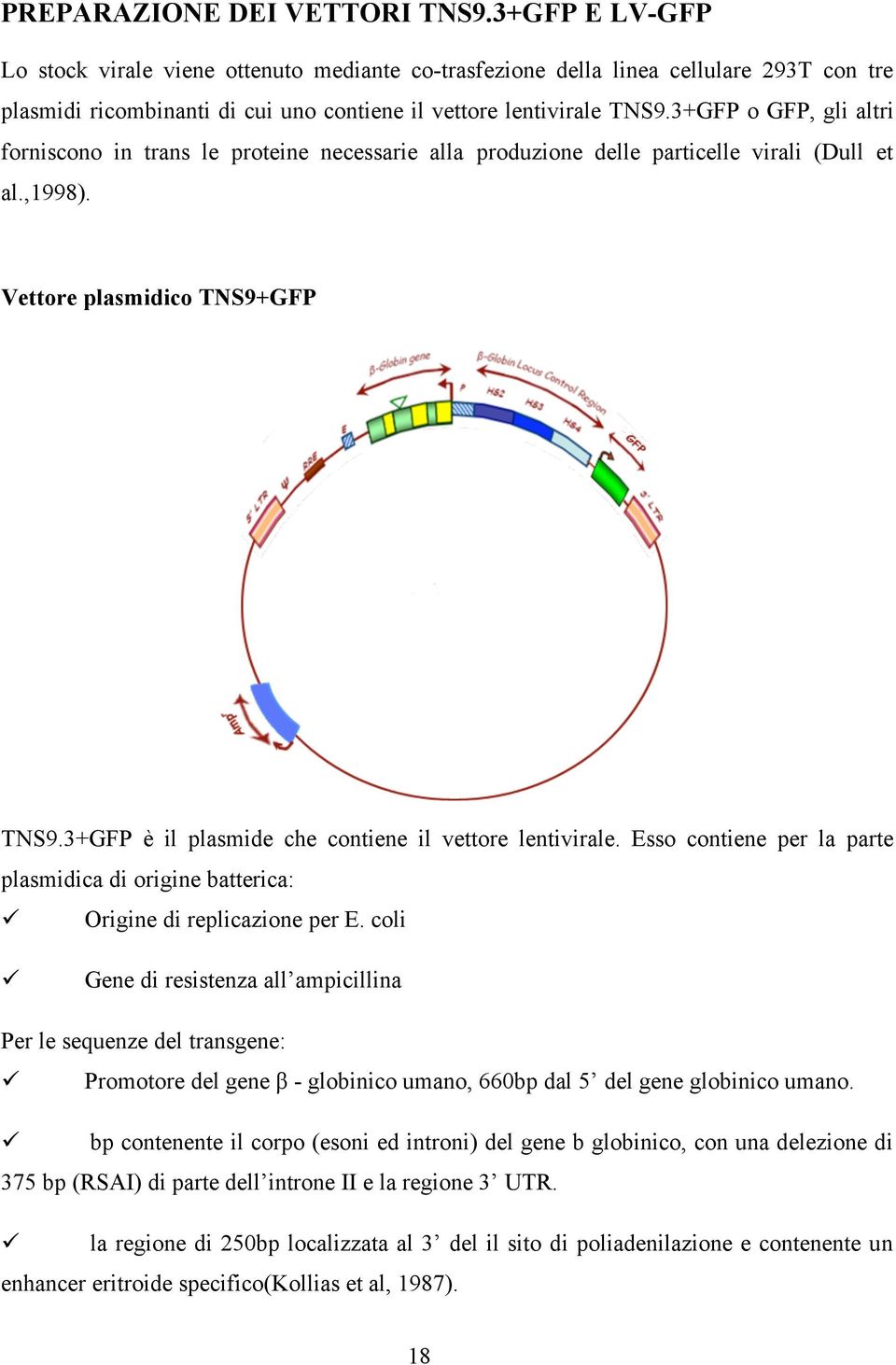 3+GFP o GFP, gli altri forniscono in trans le proteine necessarie alla produzione delle particelle virali (Dull et al.,1998). Vettore plasmidico TNS9+GFP TNS9.