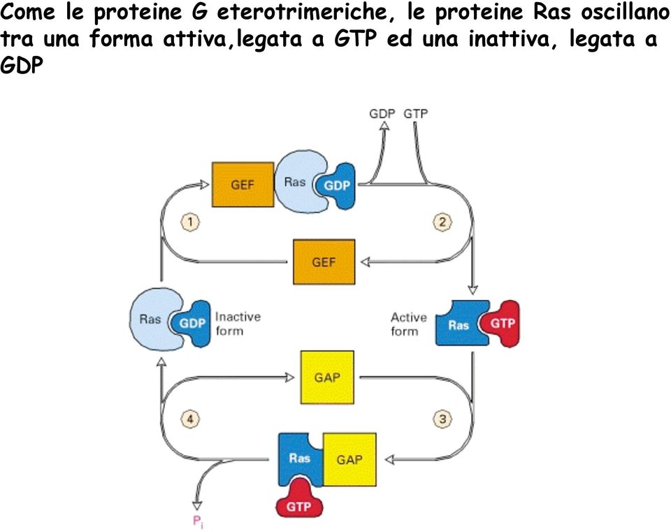 Ras oscillano tra una forma