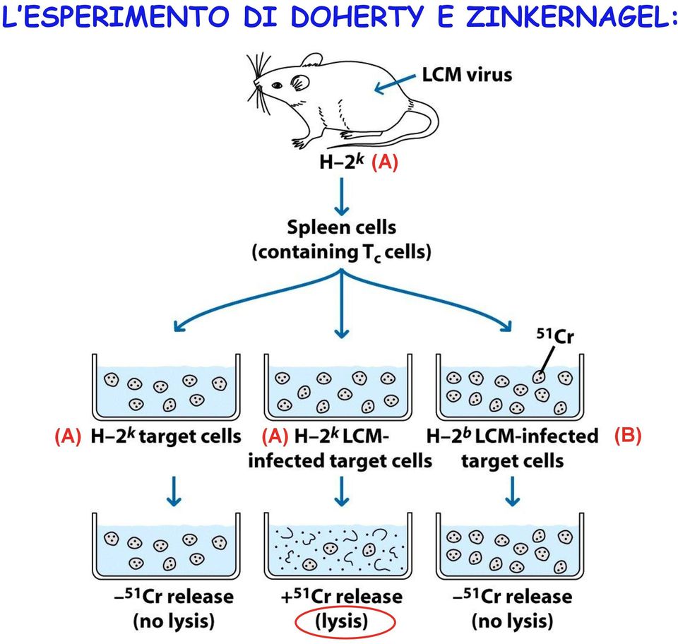 ZINKERNAGEL: