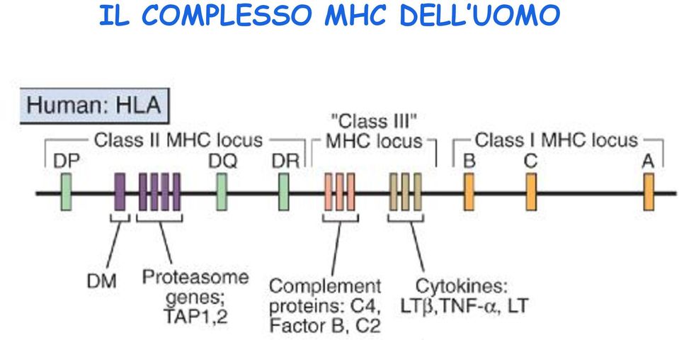 MHC DELL