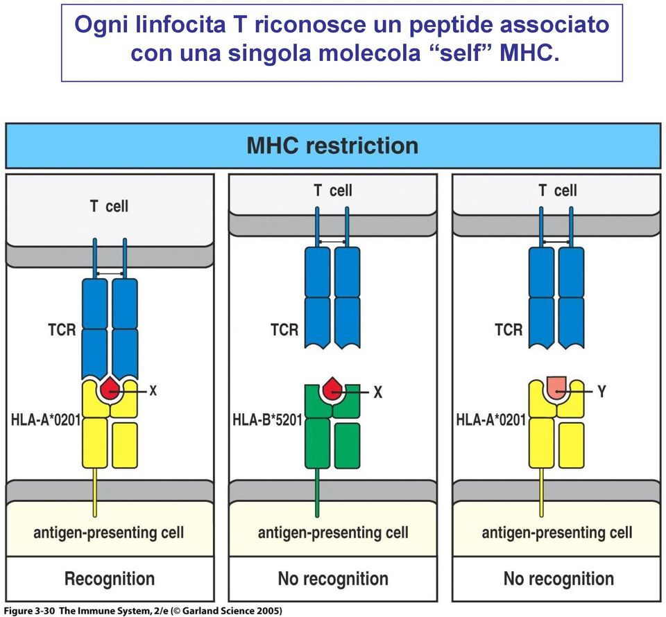 associato con una