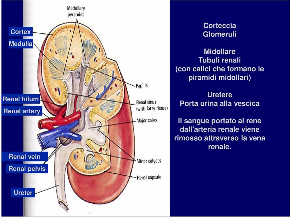 Uretere Porta urina alla vescica Il sangue portato al rene