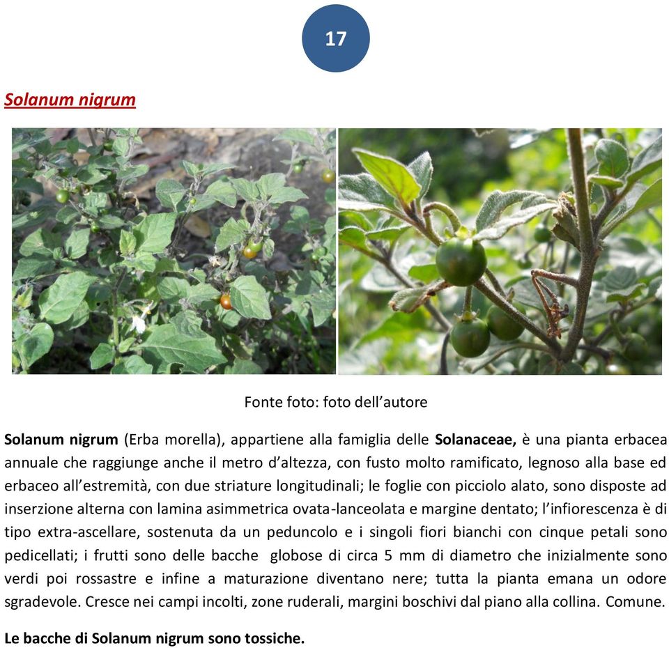 ovata-lanceolata e margine dentato; l infiorescenza è di tipo extra-ascellare, sostenuta da un peduncolo e i singoli fiori bianchi con cinque petali sono pedicellati; i frutti sono delle bacche