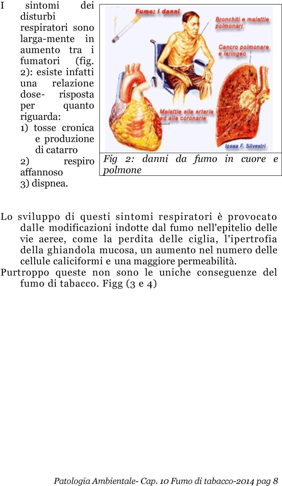 Fig 2: danni da fumo in cuore e polmone Lo sviluppo di questi sintomi respiratori è provocato dalle modificazioni indotte dal fumo nell'epitelio delle vie aeree, come