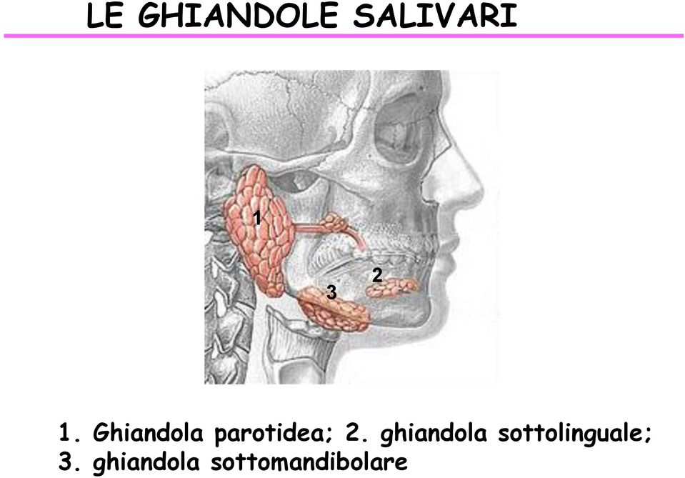 ghiandola sottolinguale; 3.