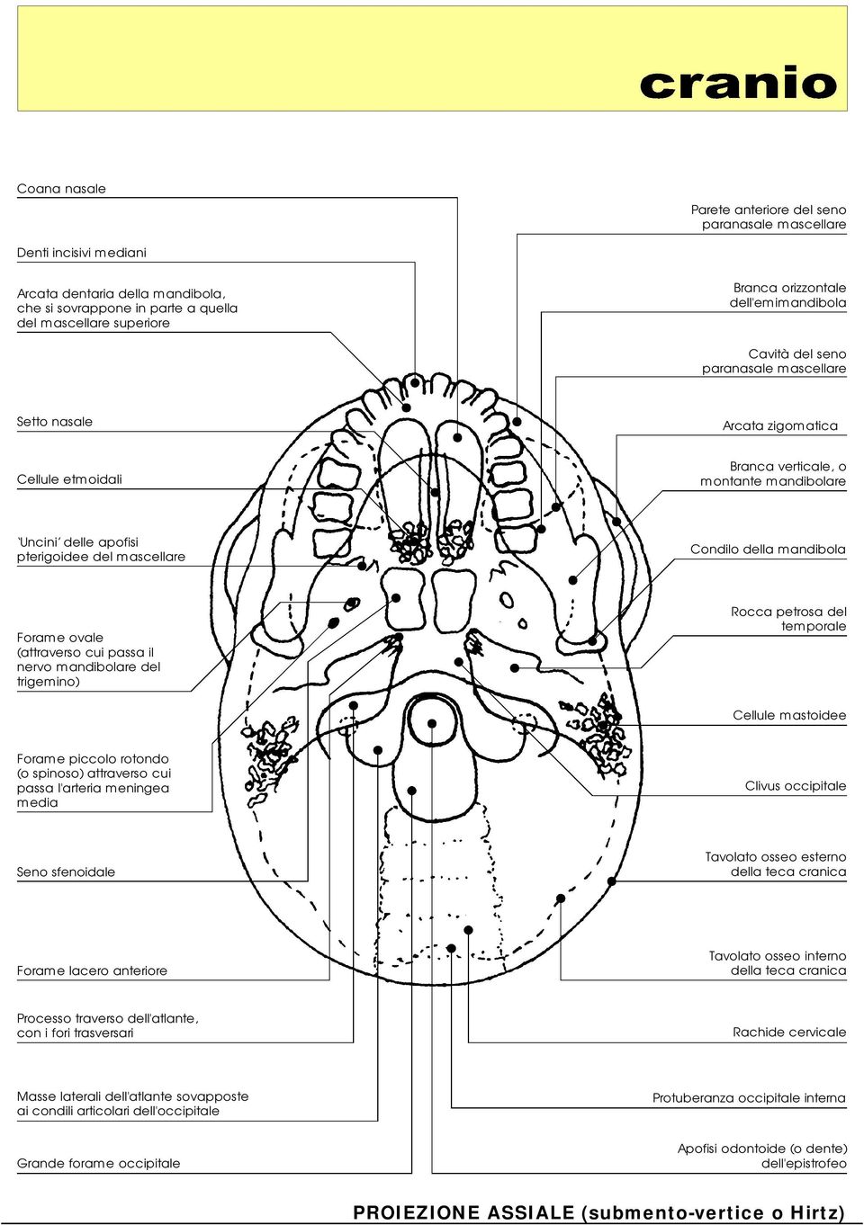 Condilo della mandibola Forame ovale (attraverso cui passa il nervo mandibolare del trigemino) Rocca petrosa del temporale Cellule mastoidee Forame piccolo rotondo (o spinoso) attraverso cui passa