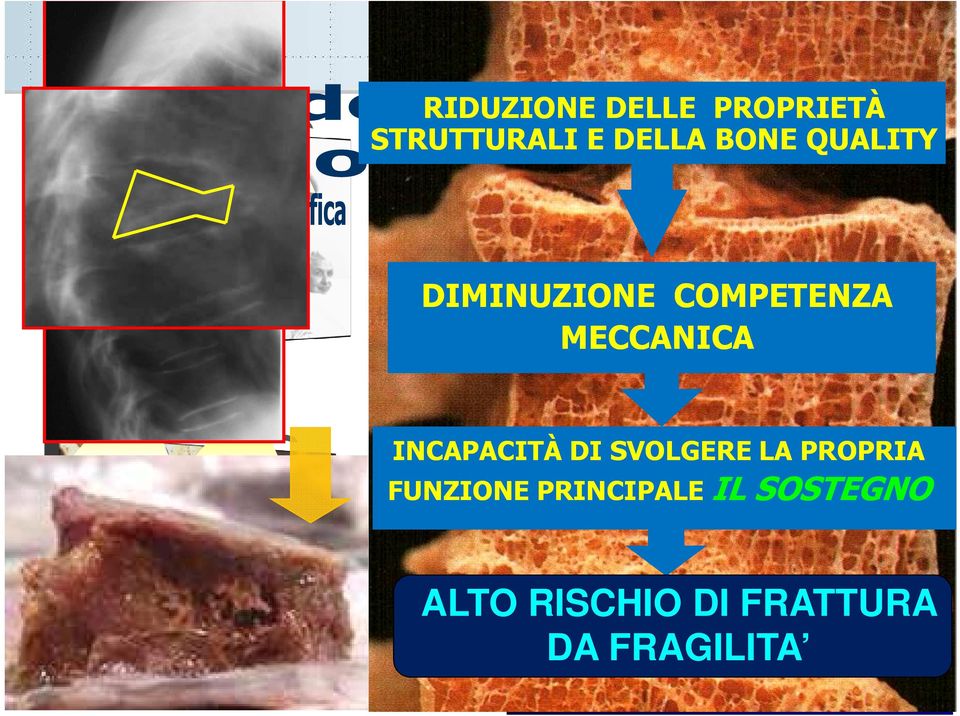 FUNZIONEcaratterizzata PRINCIPALE ILda SOSTEGNO delle proprietà strtturali dell