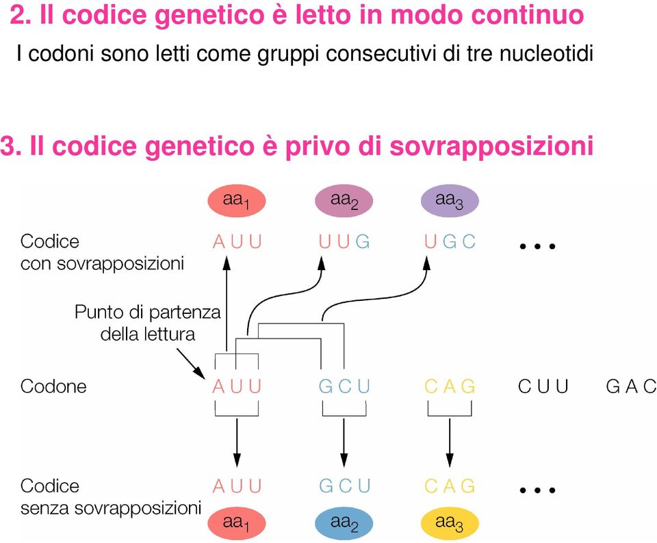 gruppi consecutivi di tre nucleotidi 3.