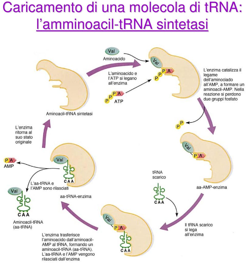 trna: l