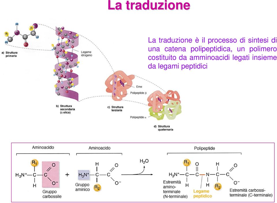 polipeptidica, un polimero costituito