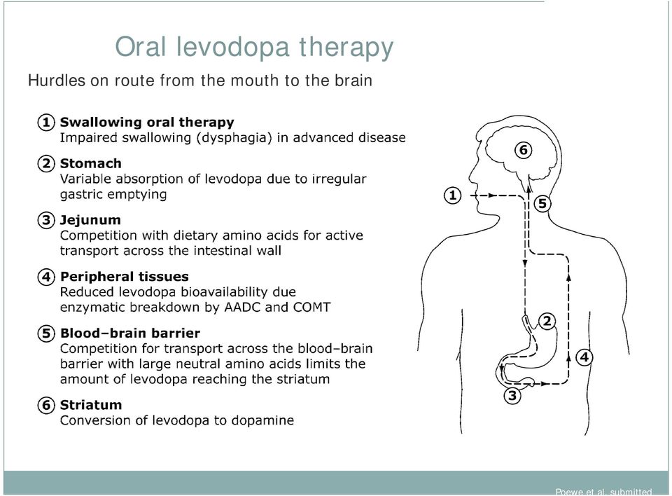 the mouth to the brain