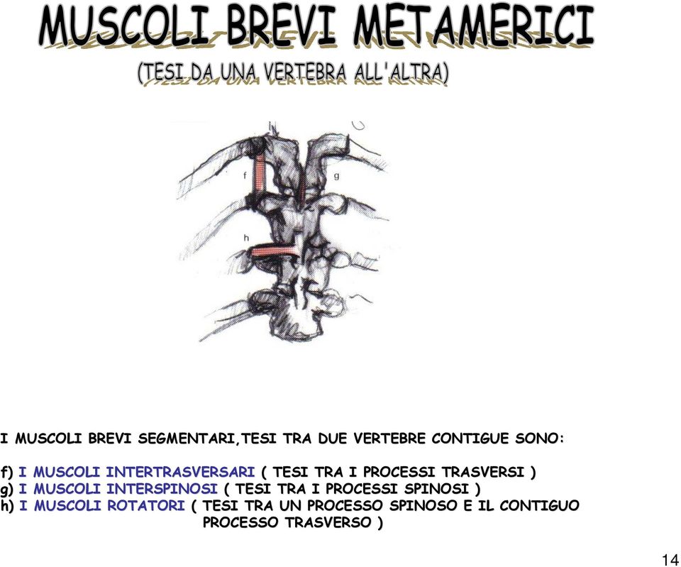 MUSCOLI INTERSPINOSI ( TESI TRA I PROCESSI SPINOSI ) h) I MUSCOLI