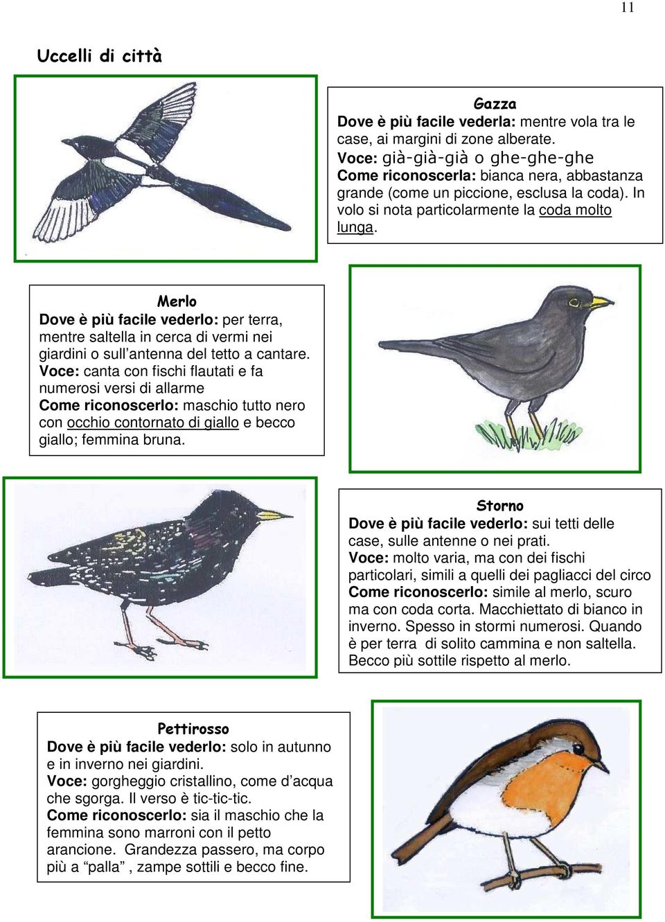 Merlo Dove è più facile vederlo: per terra, mentre saltella in cerca di vermi nei giardini o sull antenna del tetto a cantare.