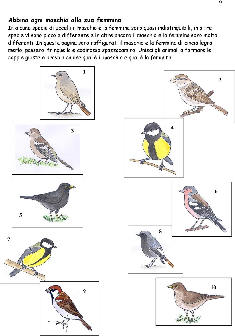 In questa pagina sono raffigurati il maschio e la femmina di cinciallegra, merlo, passero, fringuello e codirosso
