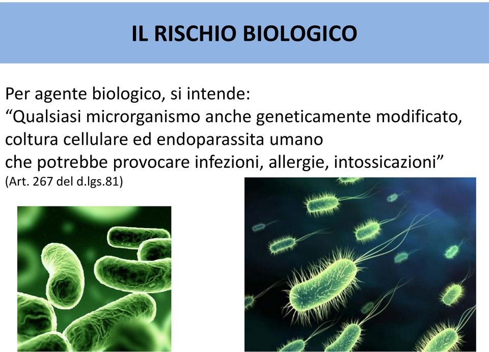 coltura cellulare ed endoparassita umano che potrebbe