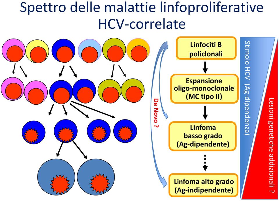 HCV (Ag-dipendenza) Linfociti B 0 policlonali Espansione