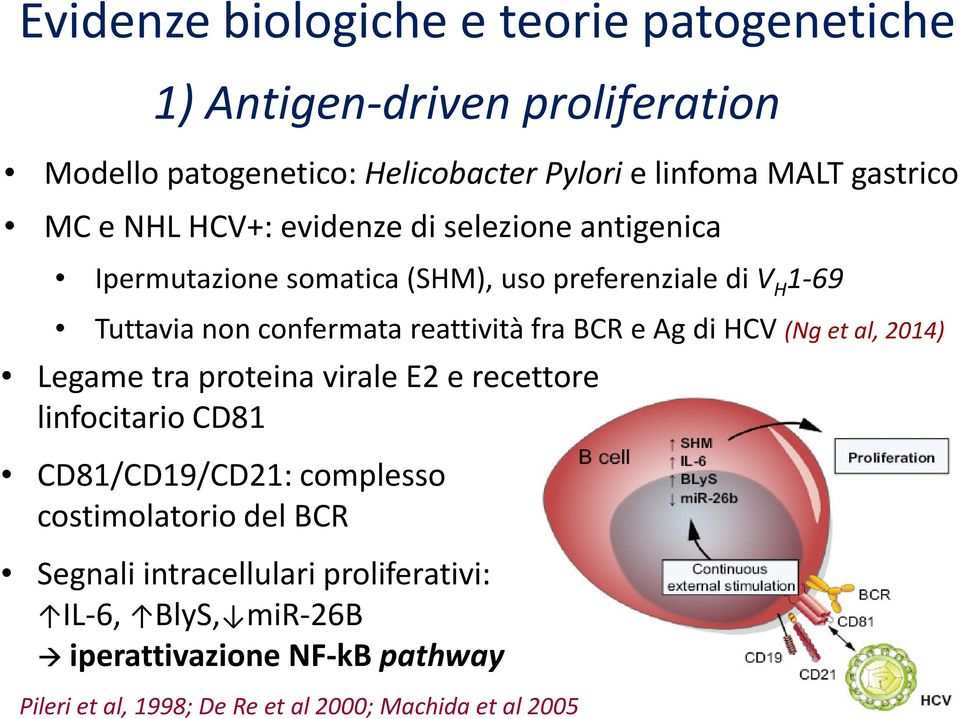 BCR e Ag di HCV (Ng et al, 2014) Legame tra proteina virale E2 e recettore linfocitario CD81 CD81/CD19/CD21: complesso costimolatorio del BCR