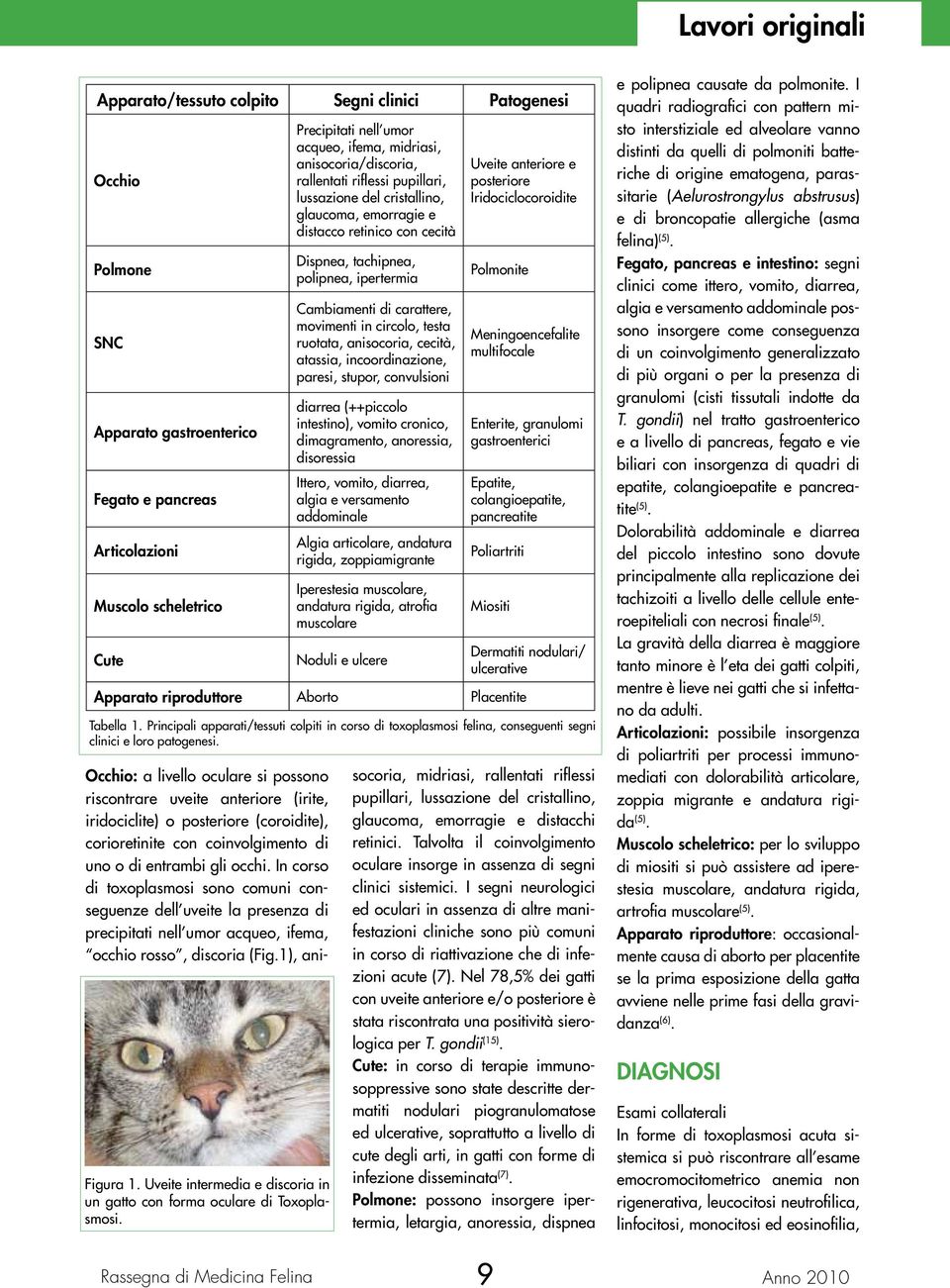 Precipitati nell umor acqueo, ifema, midriasi, anisocoria/discoria, rallentati riflessi pupillari, lussazione del cristallino, glaucoma, emorragie e distacco retinico con cecità Dispnea, tachipnea,