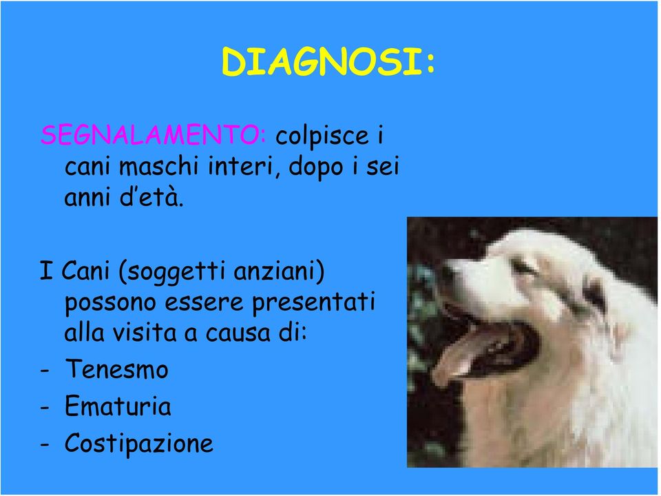 I Cani (soggetti anziani) possono essere