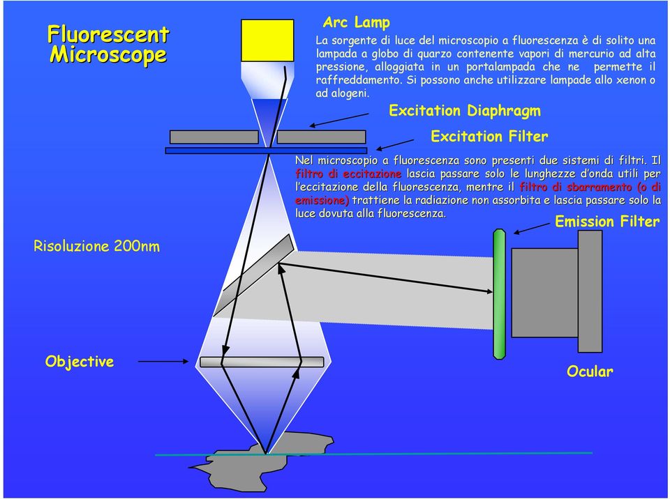 Excitation Diaphragm Excitation Filter Nel microscopio a fluorescenza sono presenti due sistemi di filtri.