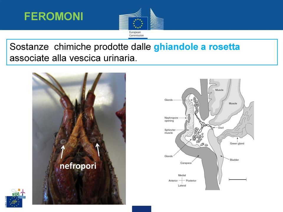 ghiandole a rosetta