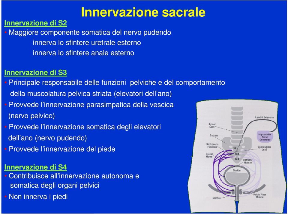 dell ano) Provvede l innervazione parasimpatica della vescica (nervo pelvico) Provvede l innervazione somatica degli elevatori dell ano (nervo