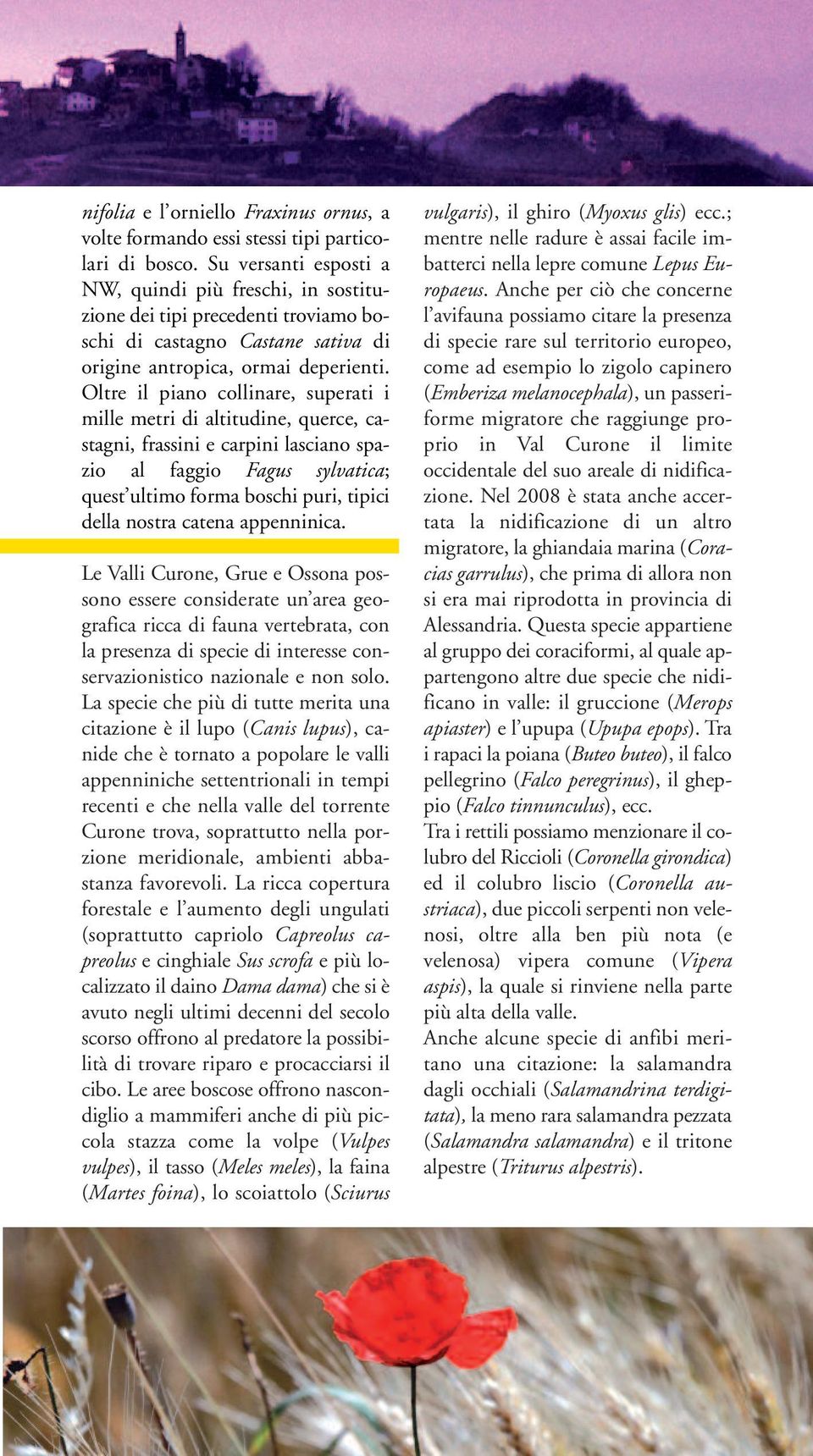 Oltre il piano collinare, superati i mille metri di altitudine, querce, castagni, frassini e carpini lasciano spazio al faggio Fagus sylvatica; quest ultimo forma boschi puri, tipici della nostra