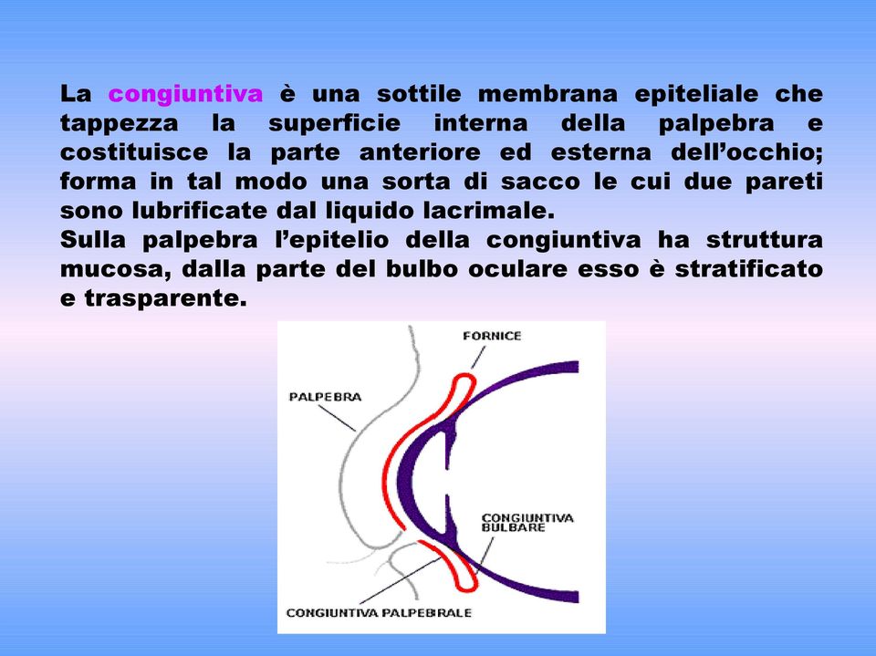 di sacco le cui due pareti sono lubrificate dal liquido lacrimale.