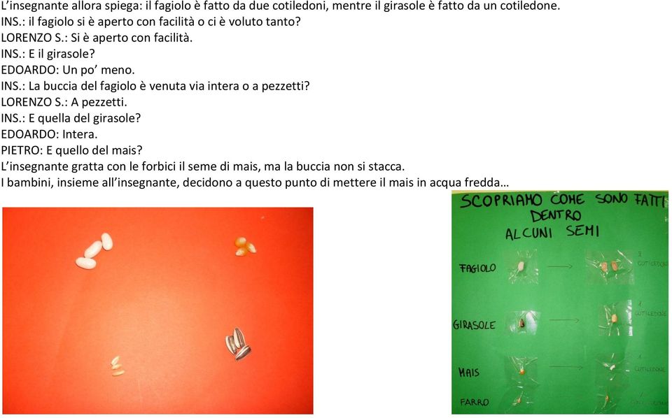 : E il girasole? EDOARDO: Un po meno. INS.: La buccia del fagiolo è venuta via intera o a pezzetti? LORENZO S.: A pezzetti. INS.: E quella del girasole?