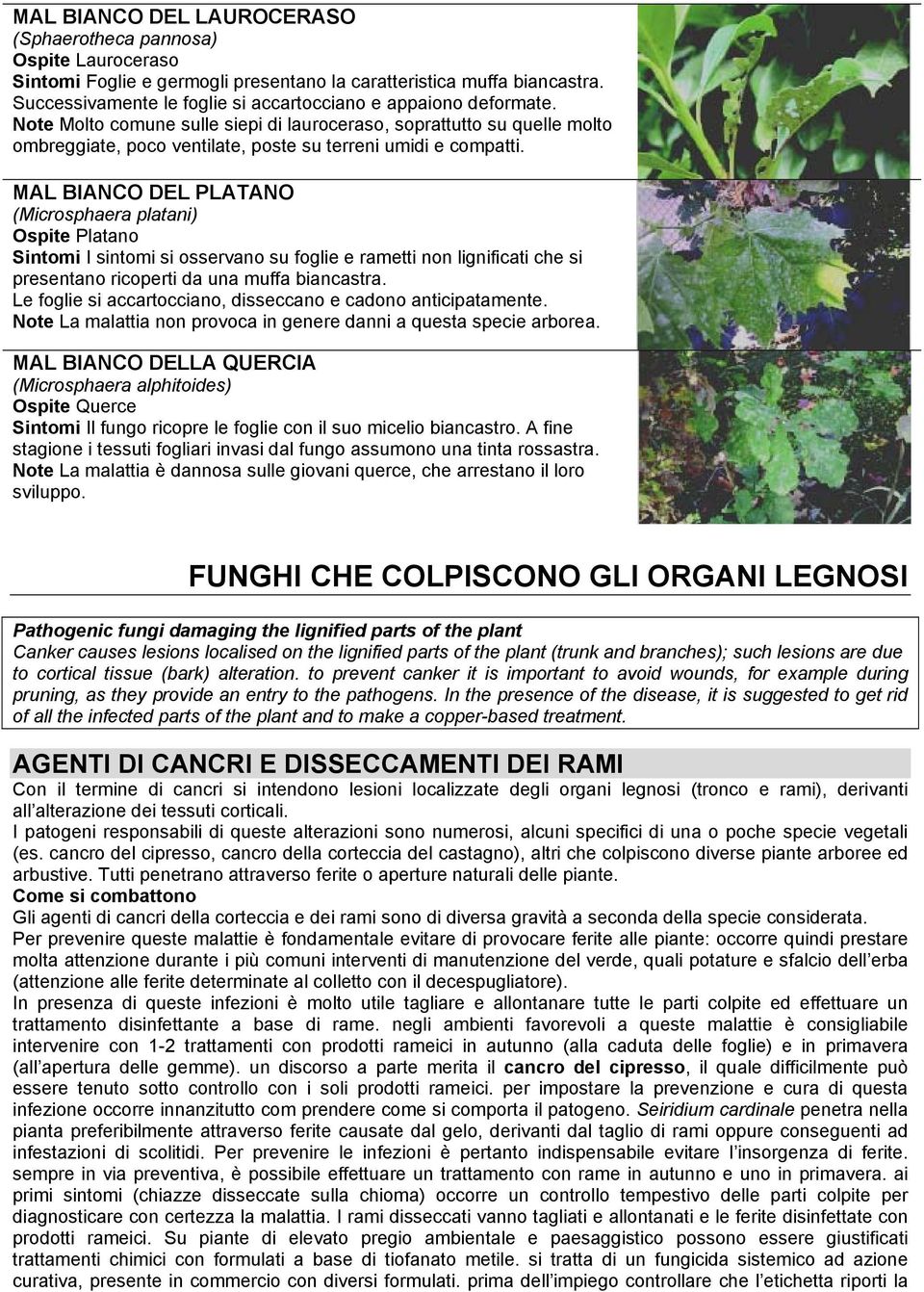 Note Molto comune sulle siepi di lauroceraso, soprattutto su quelle molto ombreggiate, poco ventilate, poste su terreni umidi e compatti.