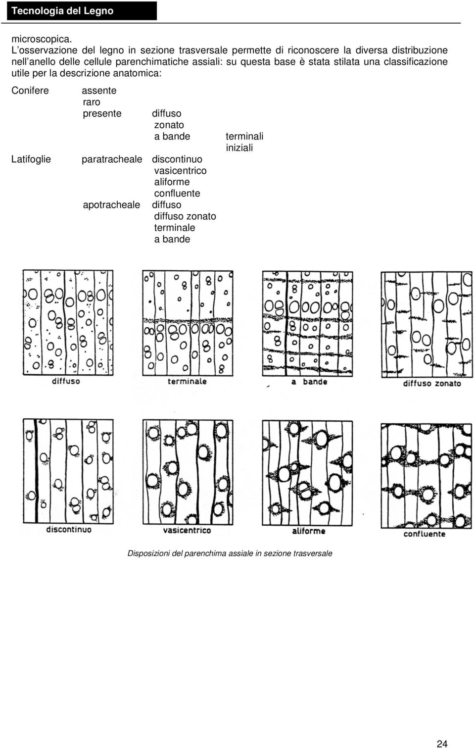 parenchimatiche assiali: su questa base è stata stilata una classificazione utile per la descrizione anatomica: Conifere